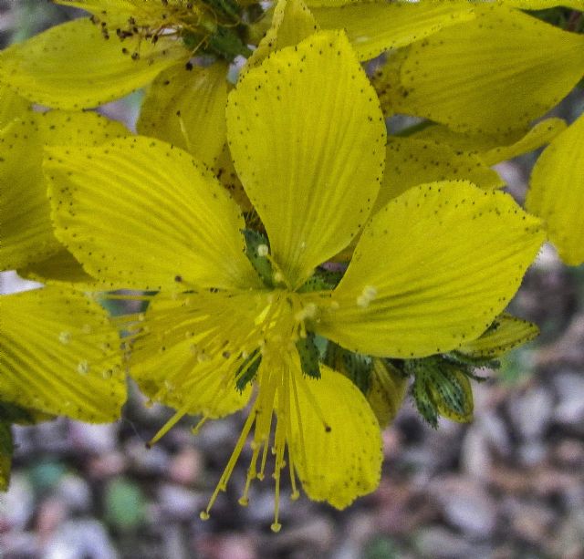 Hypericum perfoliatum